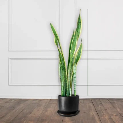 Sansevieria M – Diseño vertical y moderno