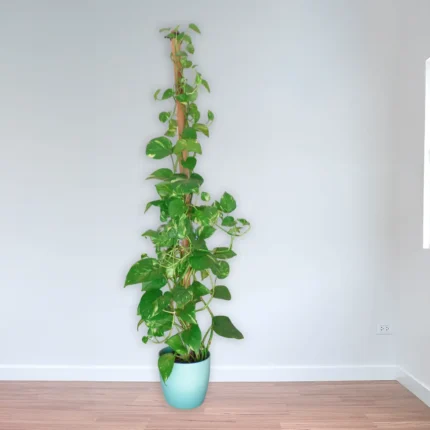 Pothus trepador en tutor L – Epipremnum aureum