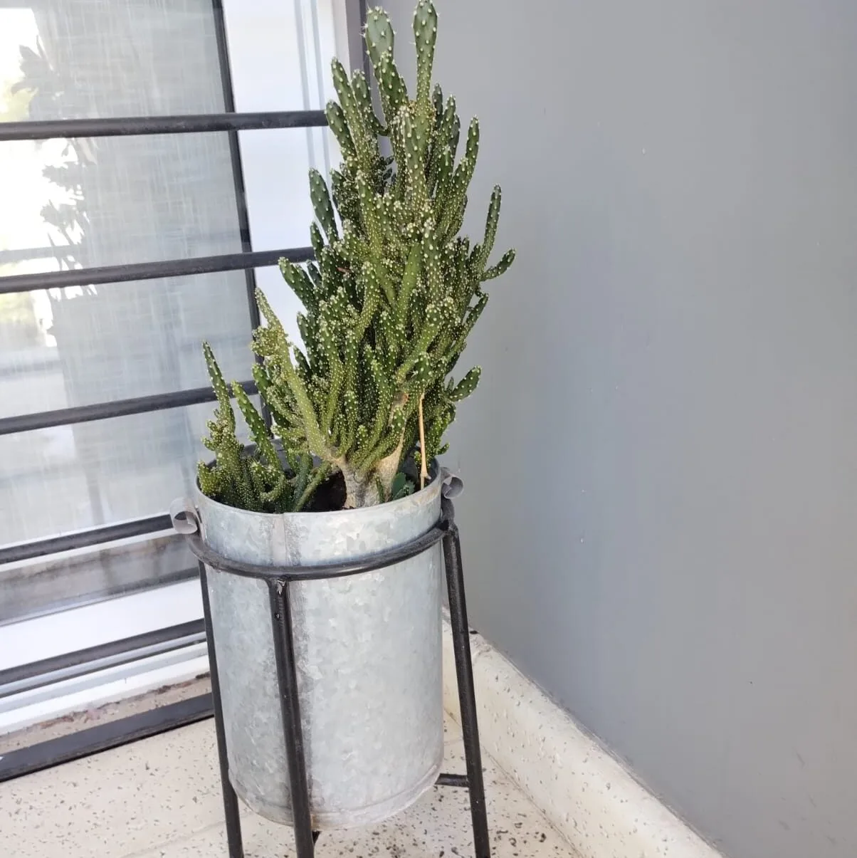 Imagen de WhatsApp 2025-04-15 a las 16.55.42_6e133a82