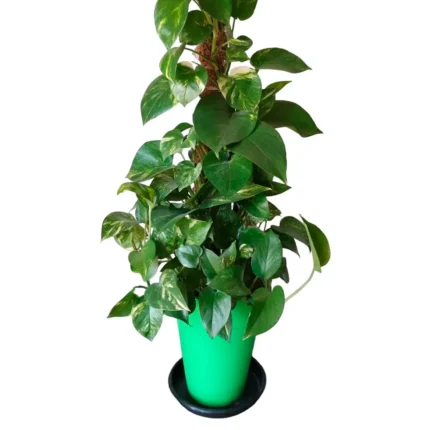 Pothus trepador en tutor M – Epipremnum aureum