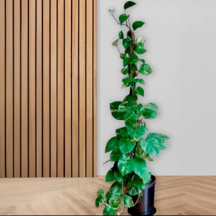 Pothus trepador XL – Ejemplar alto y estilizado