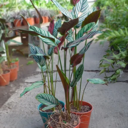 Calathea Mil Rayas