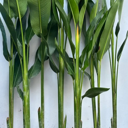 Strelitzia reginae