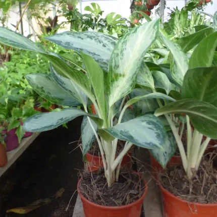 Aglaonema