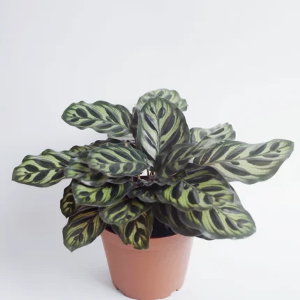 Calathea macoyana