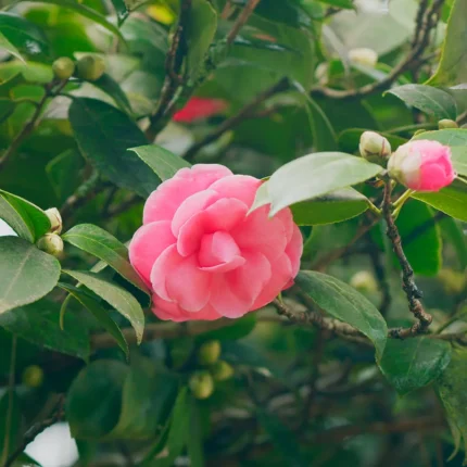 Camelia japónica