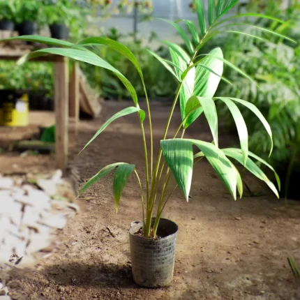 Chamadorea bambusoides o Palmera bambú