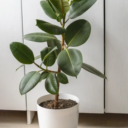 Ficus elástica (Gomero)