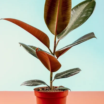 Ficus elástica Cabernet (Gomero)