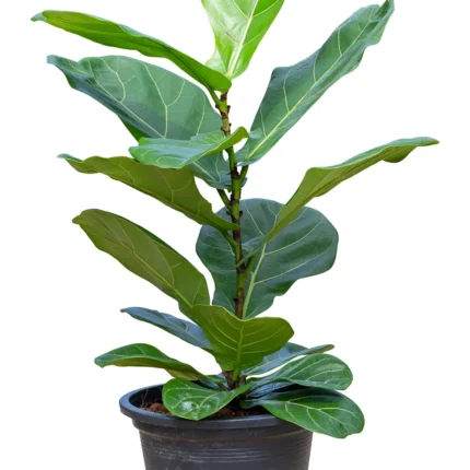 Ficus pandurata (Ficus hoja de violín)