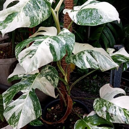 Monstera deliciosa "variegada" (Costilla de Adán)