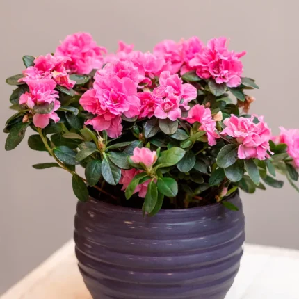 Azalea doble