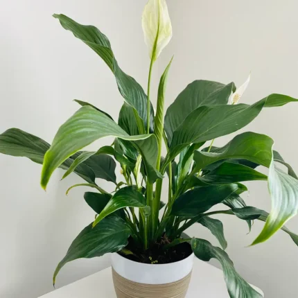 Spathiphyllum wallisii (cala de la paz)