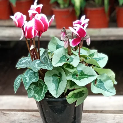 Violeta de los Alpes o Cyclamen