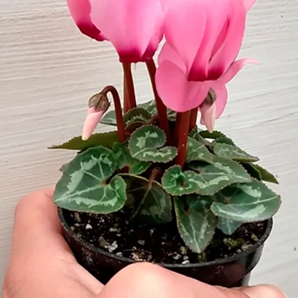 Cyclamen mini o Violeta de los alpes mini