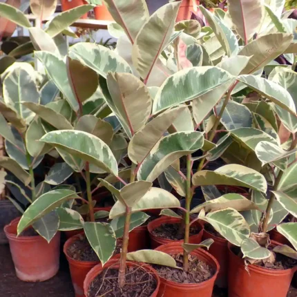 Ficus elastica variegata (Tineke o similares)