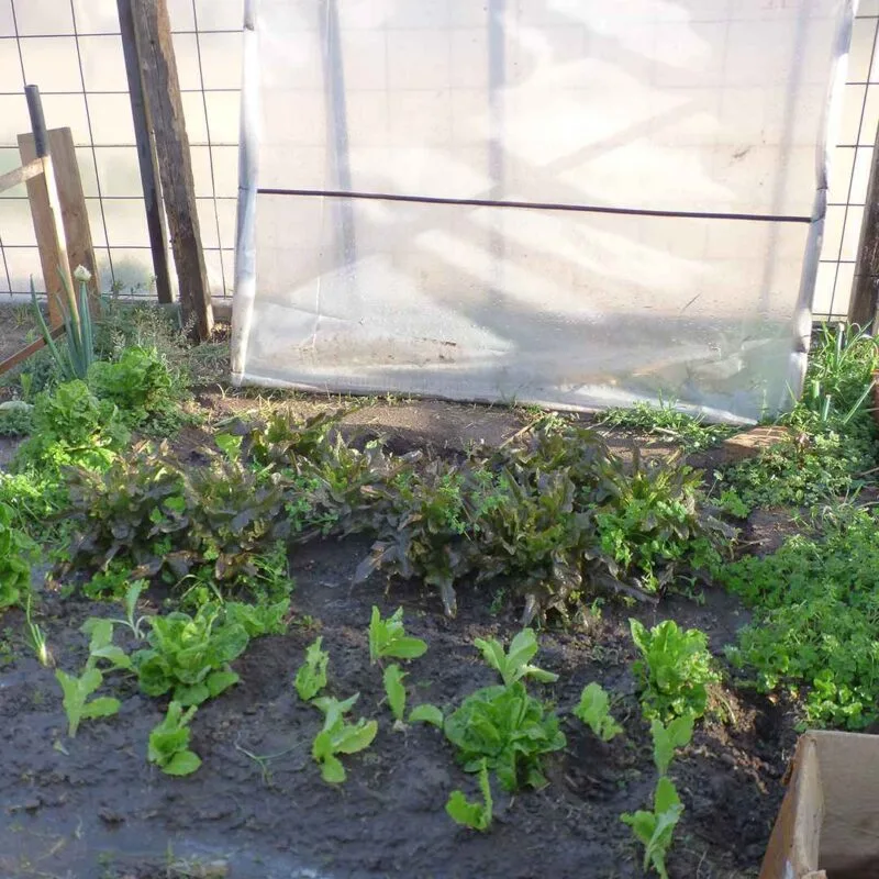 creating-huerta-varios-1