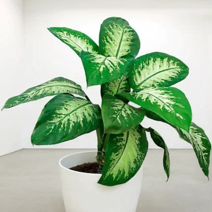 Dieffenbachia Tropic