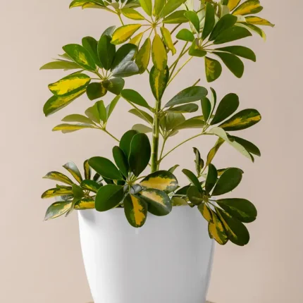 Aralia schefflera