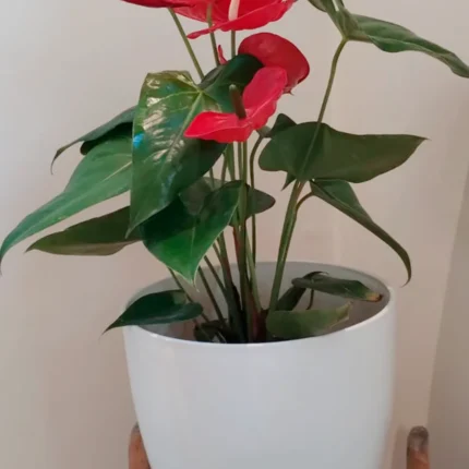Anthurium