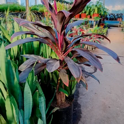 Cordyline rubra