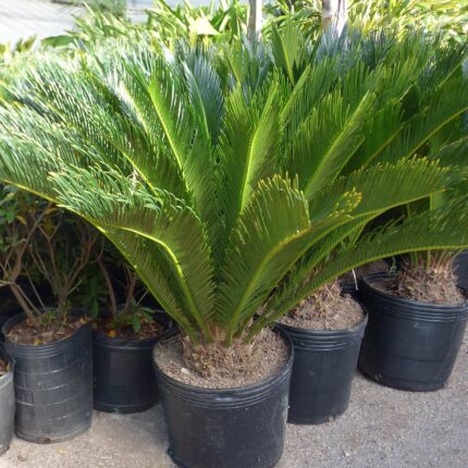 Cycas revoluta