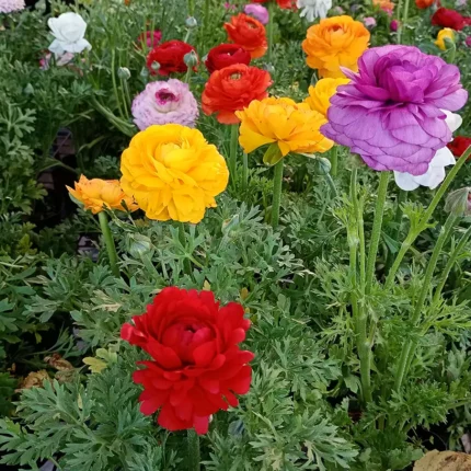 Marimonia