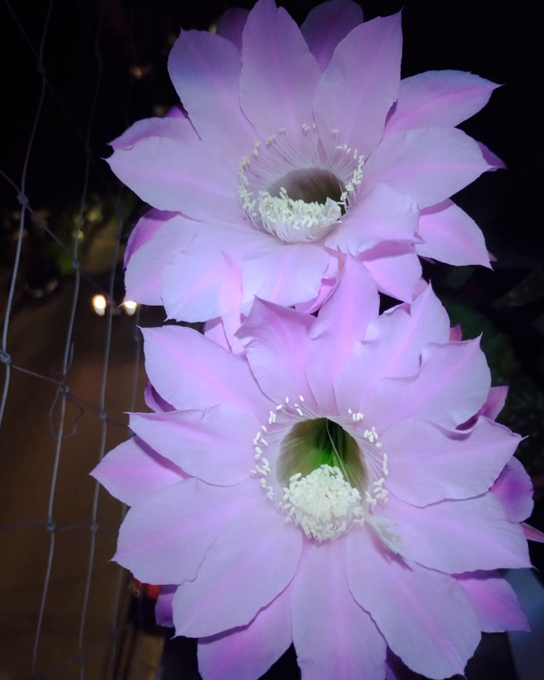 Echinopsis flor blanca