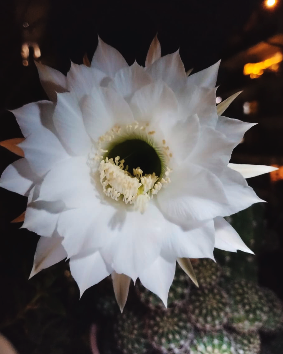 Echinopsis flor rosada