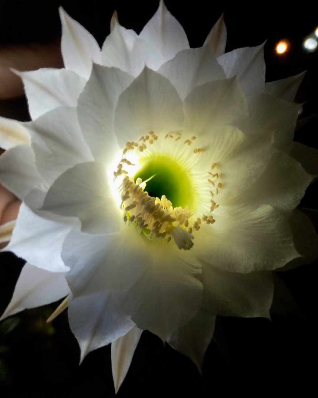 Flor nocturna de Echinopsis