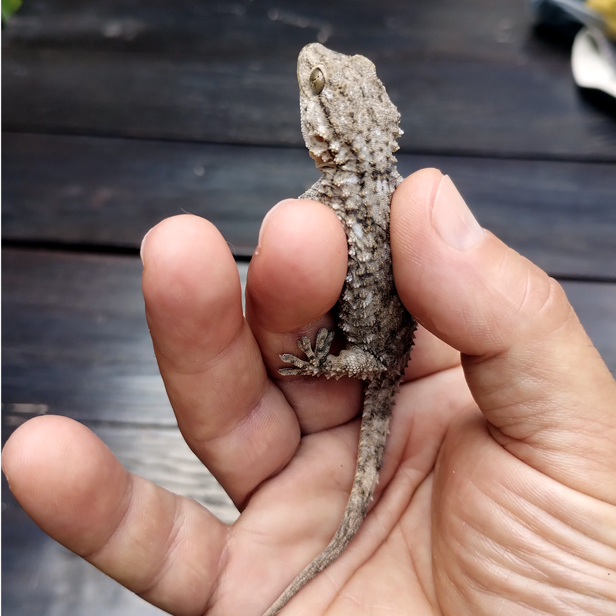 Ilustración de gecko