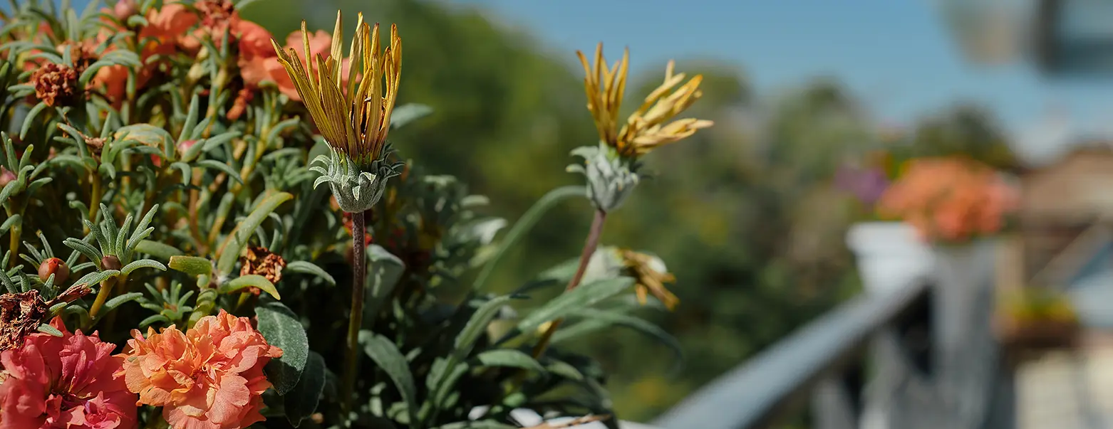 Luz y exposición solar en un jardín