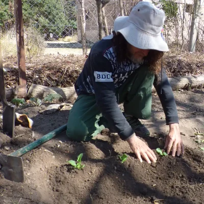 creating-huerta-daikon