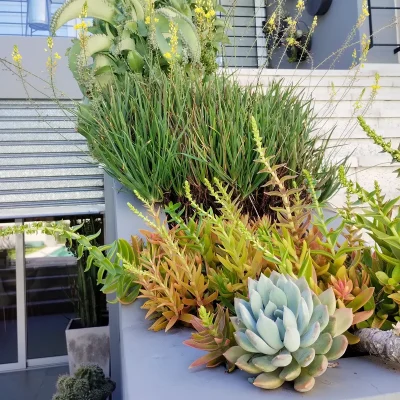 PLANTAS ESCALERA